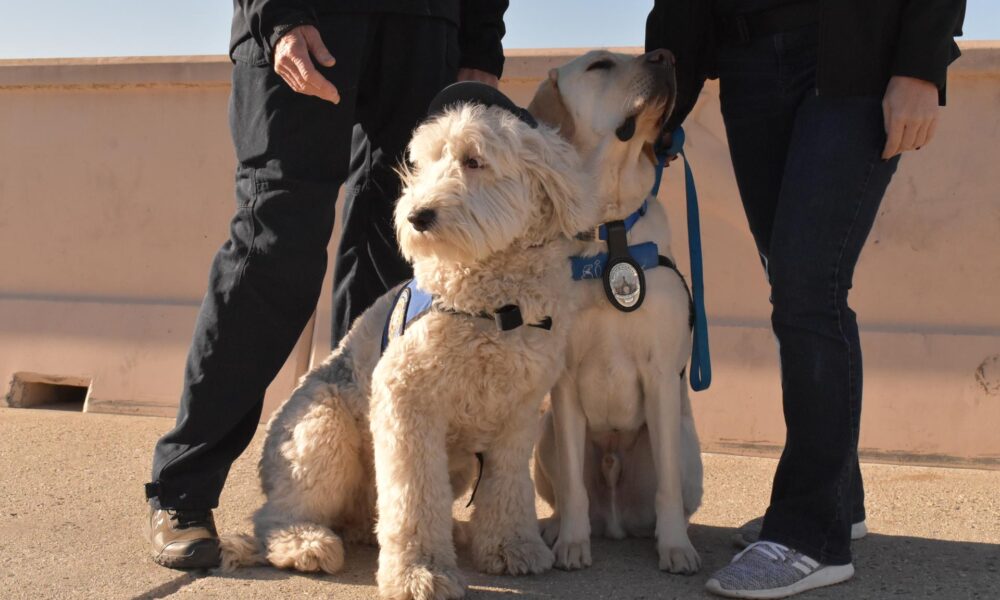 Fotografía del perro golden retriever Brisket (d) y la perra Sheepadoodle Ember, este lunes en el Puesto de Comando de Incidentes (ICP), en Zuma Beach, Malibú (Estados Unidos). EFE/ Mónica Rubalcava