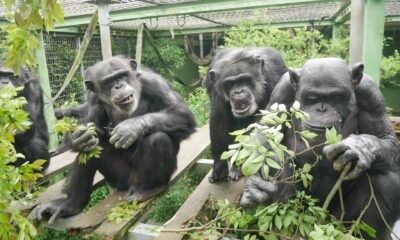 Tres chimpancés en un recinto sujetando ramas frondosas. Fotografía facilitada por el: Santuario de Kumamoto. EFE