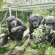 Tres chimpancés en un recinto sujetando ramas frondosas. Fotografía facilitada por el: Santuario de Kumamoto. EFE