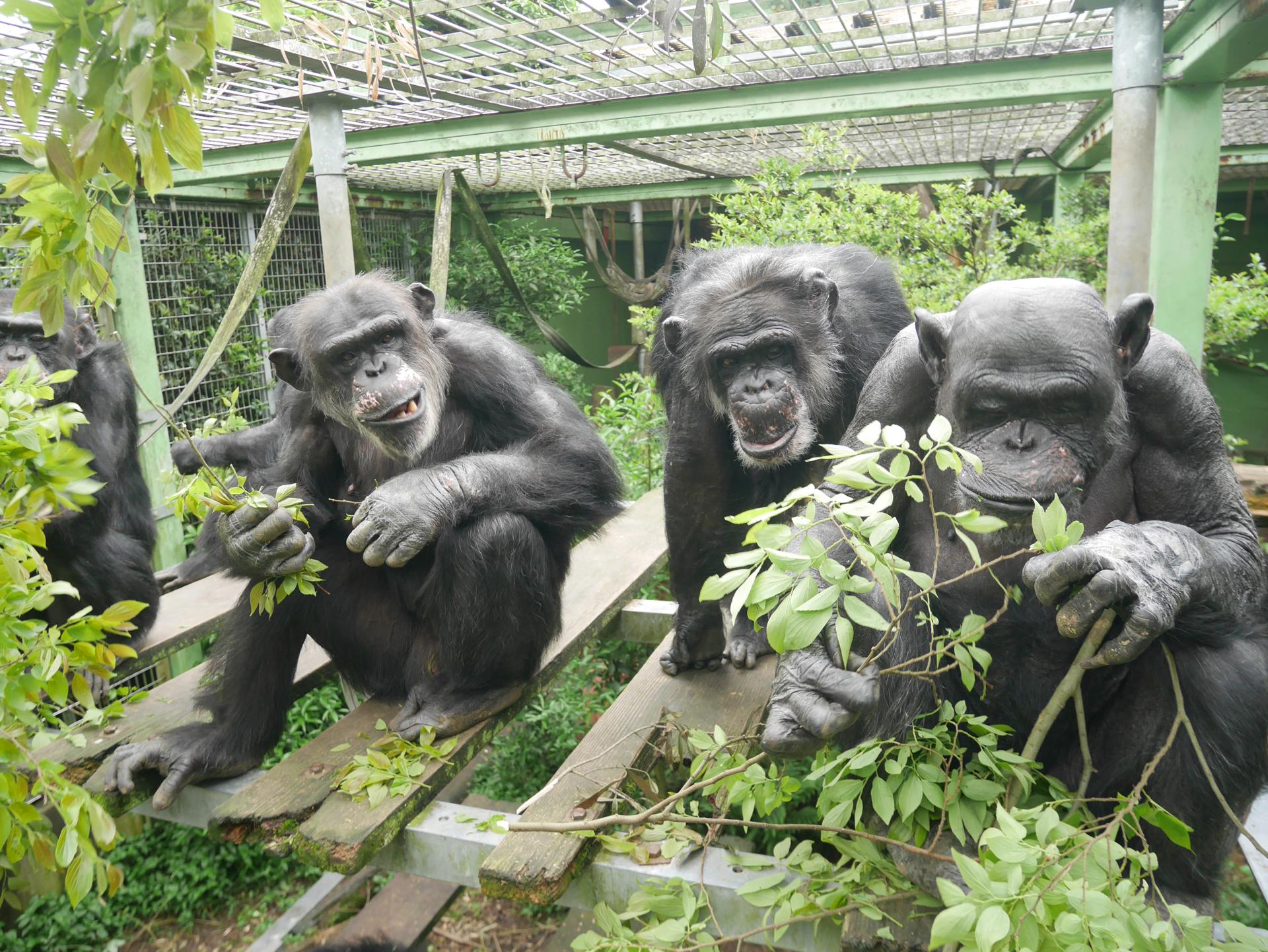 Tres chimpancés en un recinto sujetando ramas frondosas. Fotografía facilitada por el: Santuario de Kumamoto. EFE