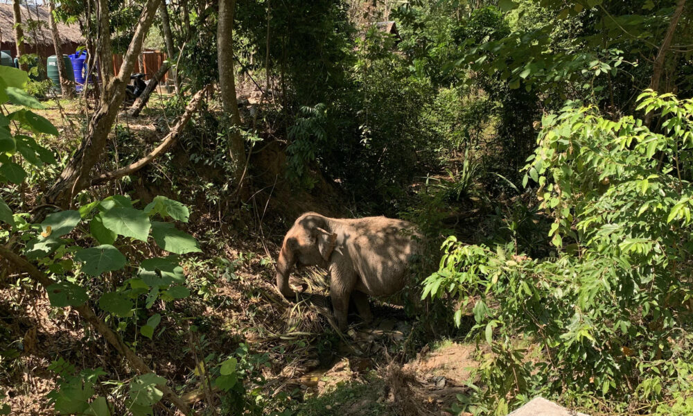 Koh Yao Yai (Tailandia), 4/01/2025.- Fotografía de archivo que muestra a un elefante en un centro turístico de la isla de Yao Yai. EFE/Brian Bujalance