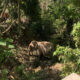 Koh Yao Yai (Tailandia), 4/01/2025.- Fotografía de archivo que muestra a un elefante en un centro turístico de la isla de Yao Yai. EFE/Brian Bujalance