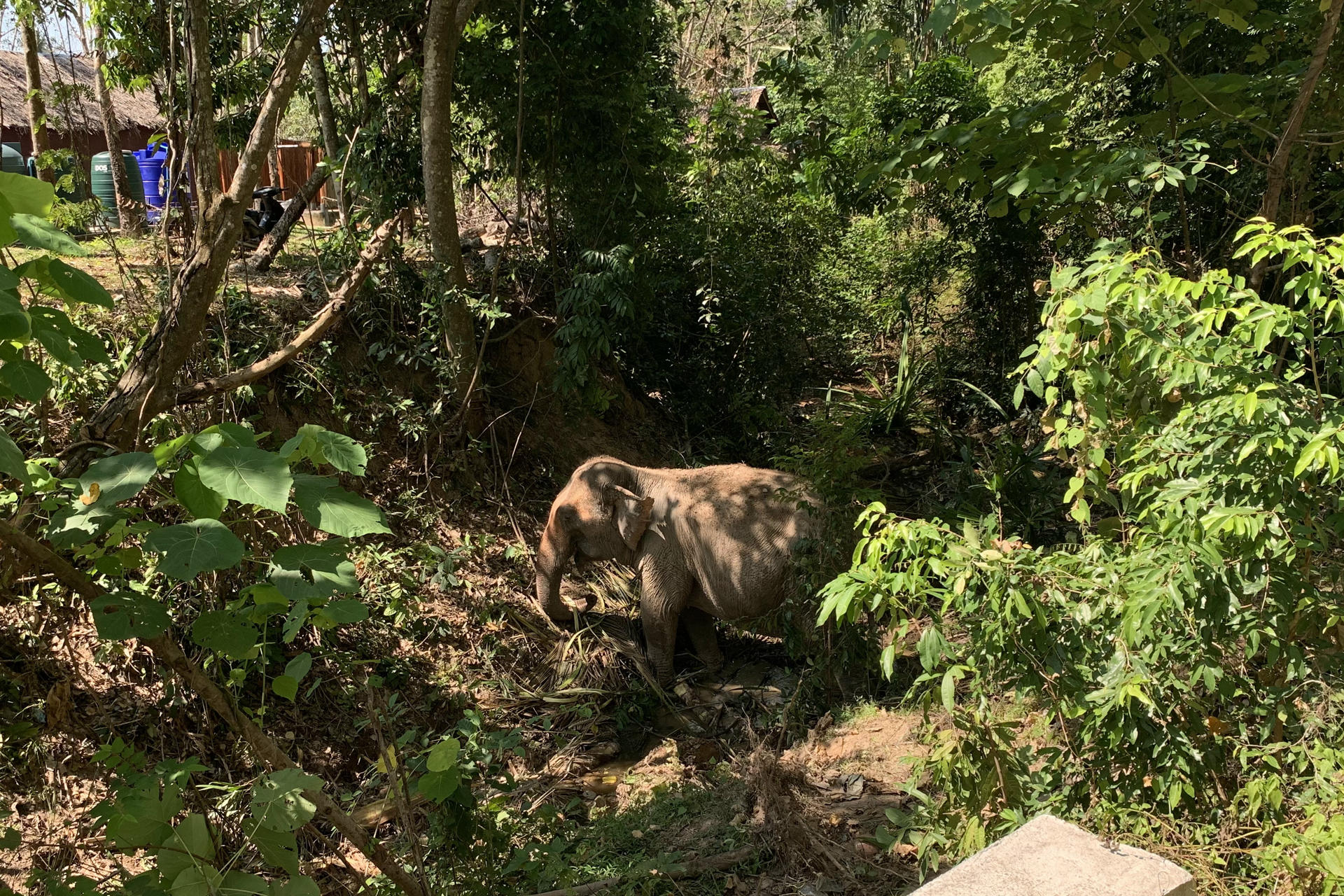 Koh Yao Yai (Tailandia), 4/01/2025.- Fotografía de archivo que muestra a un elefante en un centro turístico de la isla de Yao Yai. EFE/Brian Bujalance