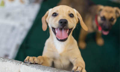 Eliminan tarifas de adopción por Halloween
