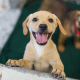 Eliminan tarifas de adopción por Halloween
