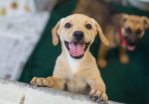 Eliminan tarifas de adopción por Halloween