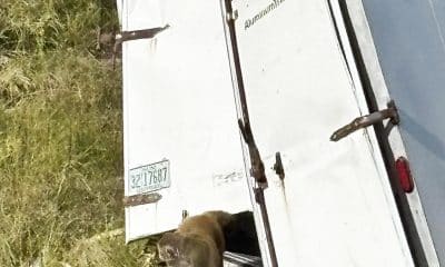 Fotografía cedida por el Departamento del Alguacil del Condado de Jasper, donde aparece un mono de laboratorio escapándose de un camión tras sufrir un accidente este martes, en una autopista de Misisipi (Estados Unidos). EFE/ Alguacil del Condado Jasper /SOLO USO EDITORIAL/ NO VENTAS/ SOLO DISPONIBLE PARA ILUSTRAR LA NOTICIA QUE ACOMPAÑA (CRÉDITO OBLIGATORIO)