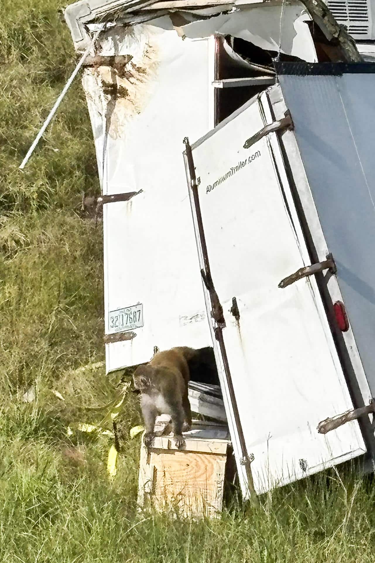 Fotografía cedida por el Departamento del Alguacil del Condado de Jasper, donde aparece un mono de laboratorio escapándose de un camión tras sufrir un accidente este martes, en una autopista de Misisipi (Estados Unidos). EFE/ Alguacil del Condado Jasper /SOLO USO EDITORIAL/ NO VENTAS/ SOLO DISPONIBLE PARA ILUSTRAR LA NOTICIA QUE ACOMPAÑA (CRÉDITO OBLIGATORIO)