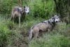 Una pareja de Lobos Grises Mexicanos (Canis lupus) son vistos este viernes, en el Zoológico Guadalajara, en Jalisco (México). EFE/ Francisco Guasco