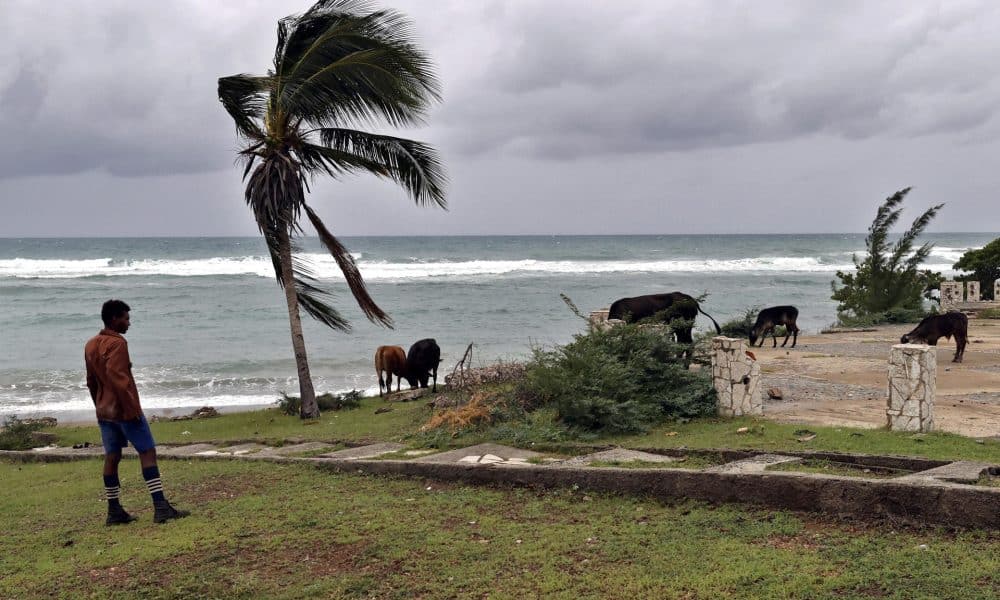 Un hombre observa sus vacas frente al mar en la carretera vía el poblado de Chivirico este martes, en Santiago de Cuba (Cuba). EFE/Ernesto Mastrascusa