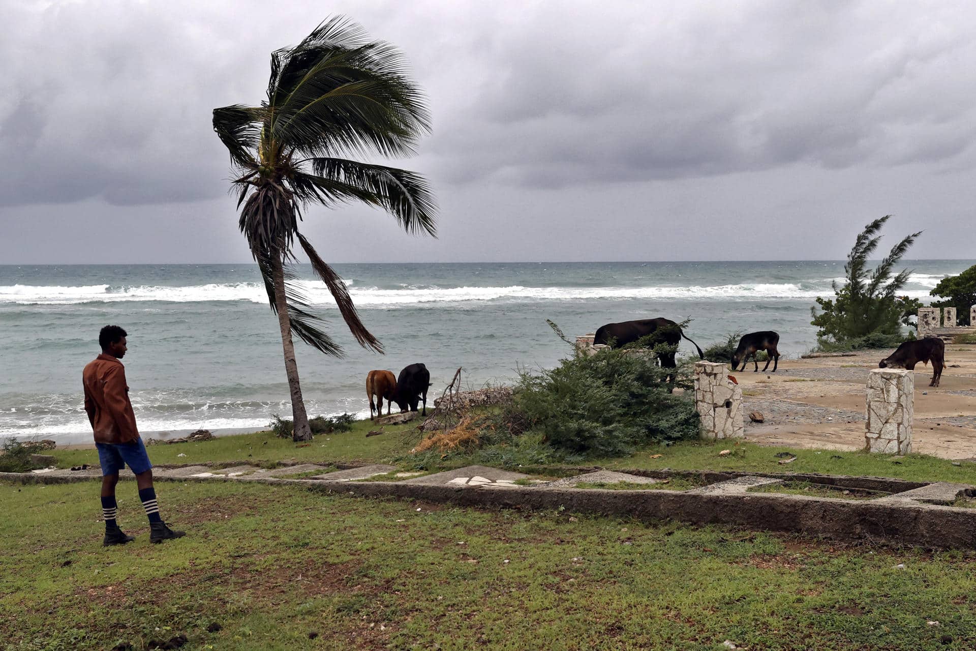 Un hombre observa sus vacas frente al mar en la carretera vía el poblado de Chivirico este martes, en Santiago de Cuba (Cuba). EFE/Ernesto Mastrascusa