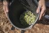 La cosecha de aceitunas en la población de Bir Zeit, en el centro de la Cisjordania ocupada. EFE/ Magda Gibelli
