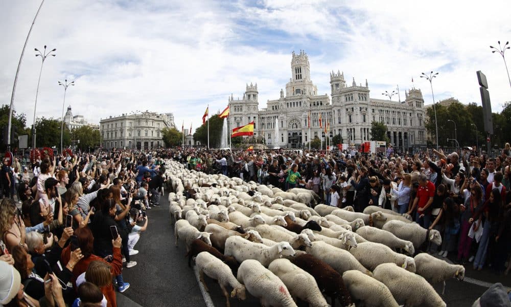 Un gran rebaño de ovejas y cabras atraviesa el centro histórico de Madrid en la XXXII edición de la Fiesta de la Trashumancia. EFE/Rodrigo Jiménez