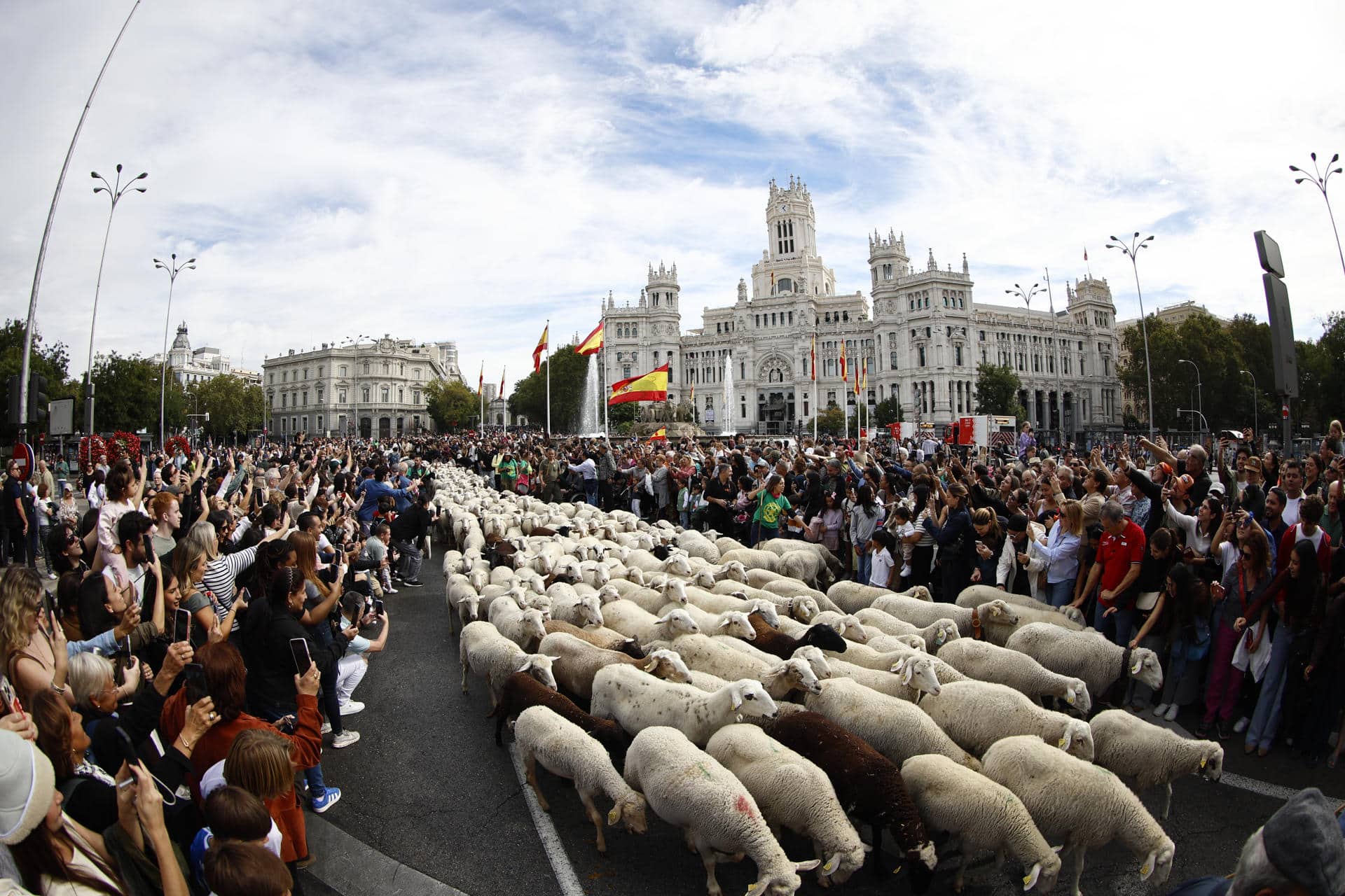 Un gran rebaño de ovejas y cabras atraviesa el centro histórico de Madrid en la XXXII edición de la Fiesta de la Trashumancia. EFE/Rodrigo Jiménez
