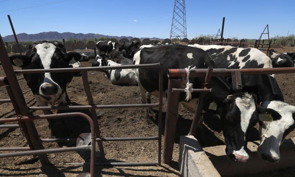 Fotografía de archivo de ganado vacuno en una finca en Ciudad Juárez (México). EFE/ Luis Torres