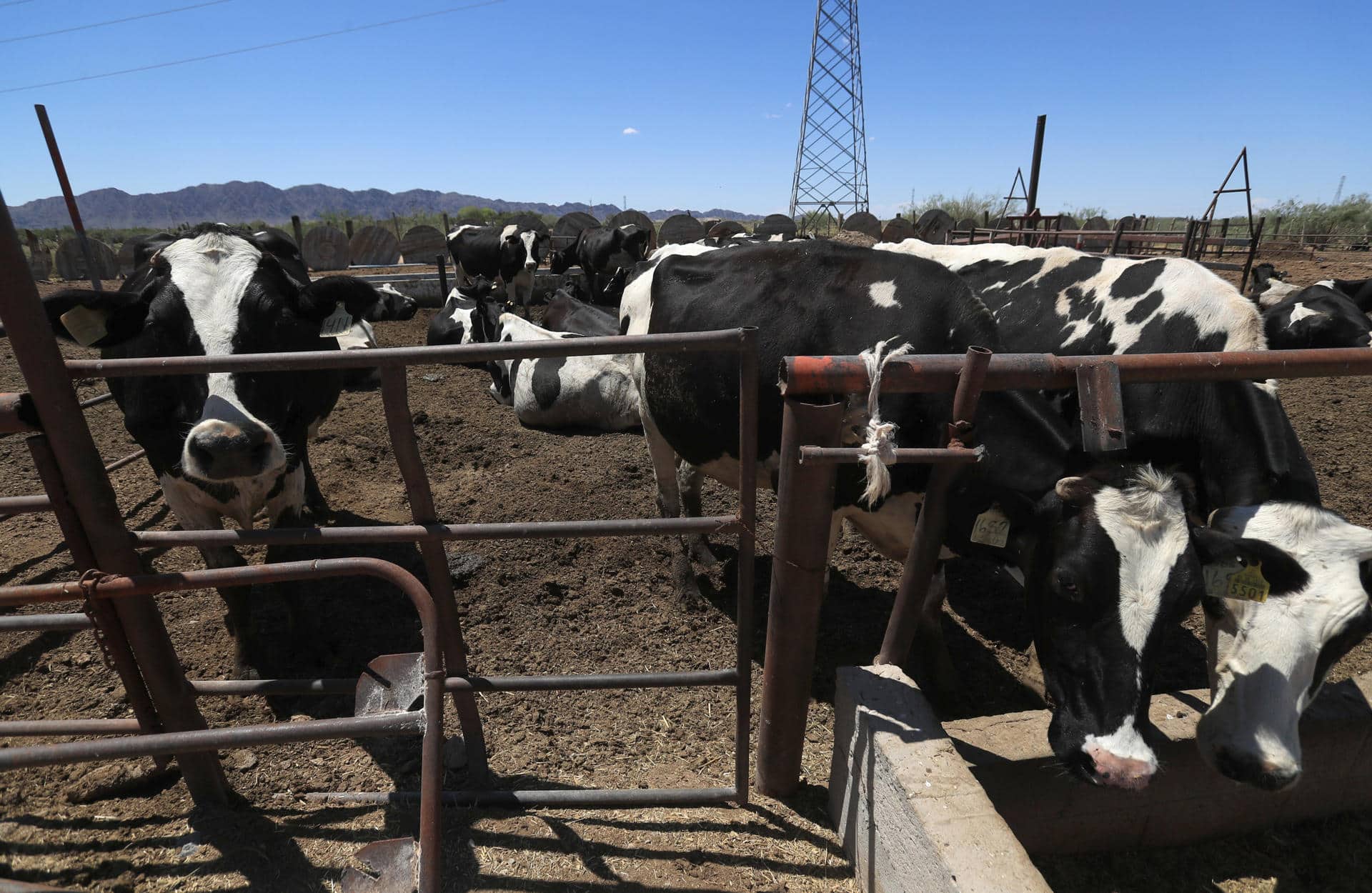 Fotografía de archivo de ganado vacuno en una finca en Ciudad Juárez (México). EFE/ Luis Torres