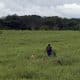 Campesinos caminan por los campos deforestados en Guaviare (Colombia), en una imagen de archivo. EFE/ Mauricio Dueñas Castañeda