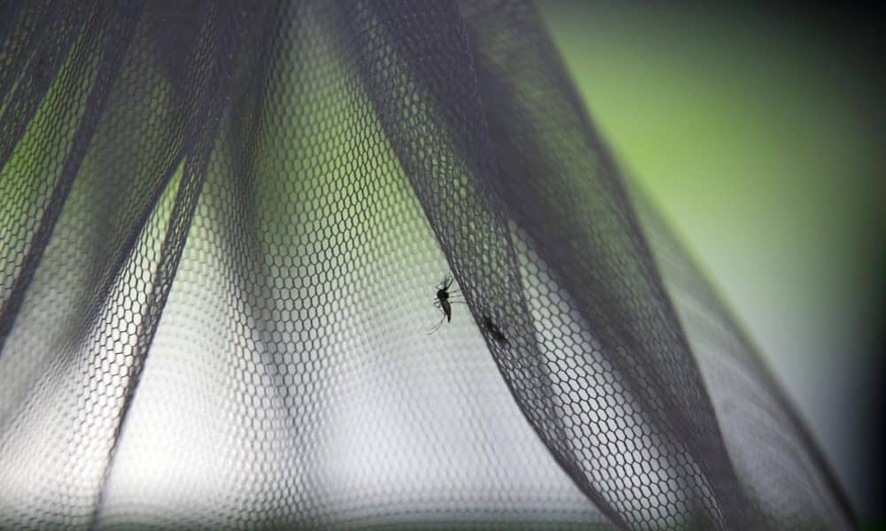 Imagen de archivo de un mosquito. EFE/EPA/NARONG SANGNAK