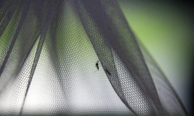 Imagen de archivo de un mosquito. EFE/EPA/NARONG SANGNAK
