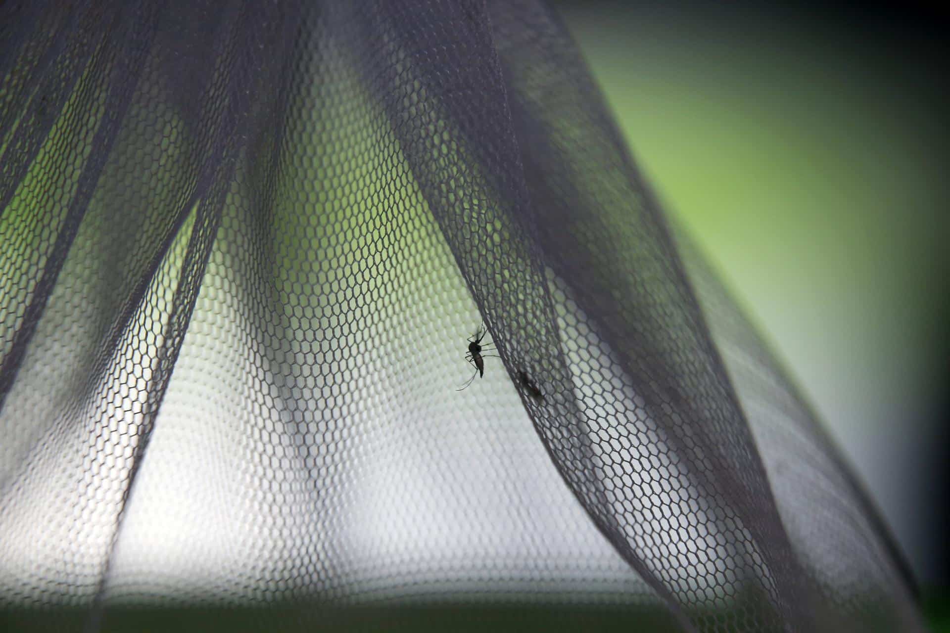 Imagen de archivo de un mosquito. EFE/EPA/NARONG SANGNAK