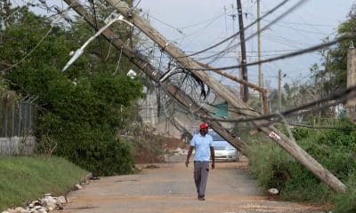 Una hombre fue captado este 30 de octubre al caminar bajo varios postes del tendido eléctrico derribados por el huracán Melissa en Santa Cruz (Jamaica). EFE/Orlando Barría