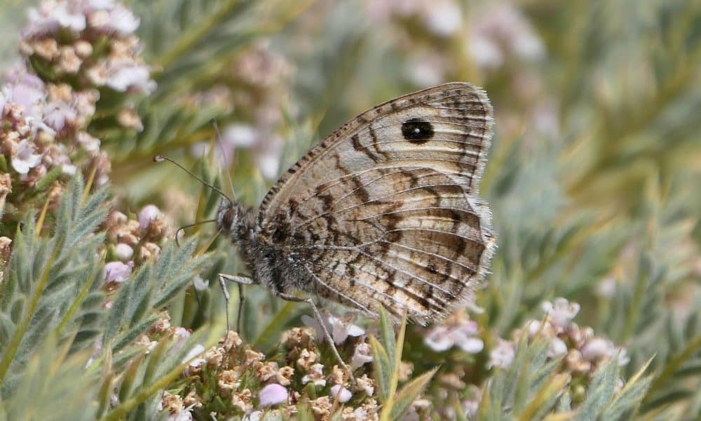 Tímalo de Nevada, especie de mariposa en peligro crítico de extinción y restringido a unas pocas cadenas montañosas en el sureste de España, que sufre la combinación de pérdida de hábitat y cambio climático. Fotografía facilitada la Unión Internacional para la Conservación de la Naturaleza (IUCN).
