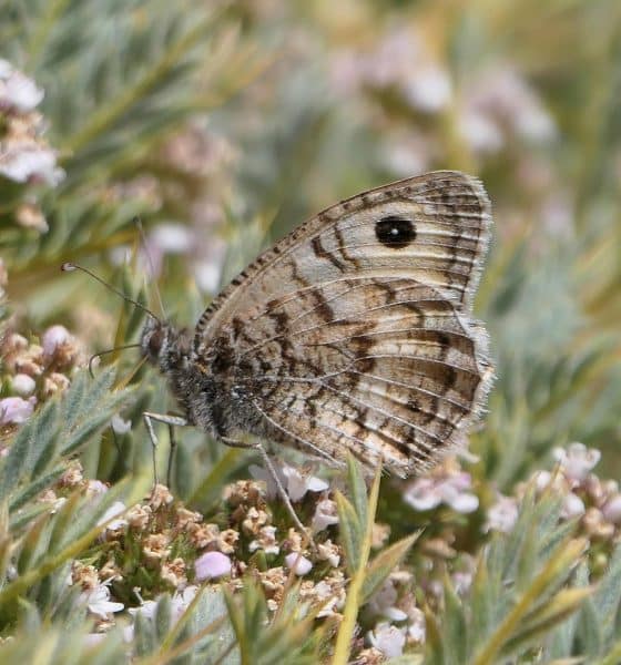 Tímalo de Nevada, especie de mariposa en peligro crítico de extinción y restringido a unas pocas cadenas montañosas en el sureste de España, que sufre la combinación de pérdida de hábitat y cambio climático. Fotografía facilitada la Unión Internacional para la Conservación de la Naturaleza (IUCN).