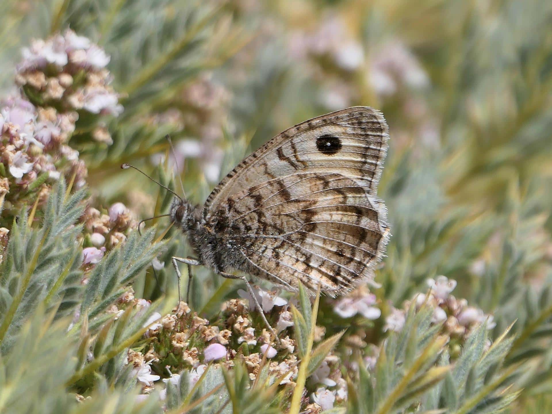 Tímalo de Nevada, especie de mariposa en peligro crítico de extinción y restringido a unas pocas cadenas montañosas en el sureste de España, que sufre la combinación de pérdida de hábitat y cambio climático. Fotografía facilitada la Unión Internacional para la Conservación de la Naturaleza (IUCN).