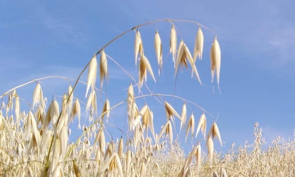 Un consorcio internacional de científicos ha logrado descifrar el genoma completo de la avena, uno de los cereales más saludables y consumidos del mundo, y ha abierto así la puerta para mejorar su cultivo, su rendimiento o su adaptación al cambio climático. Imagen: Instituto de Agricultura Sostenible del Consejo Superior de Investigaciones Científicas (IAS-CSIC)