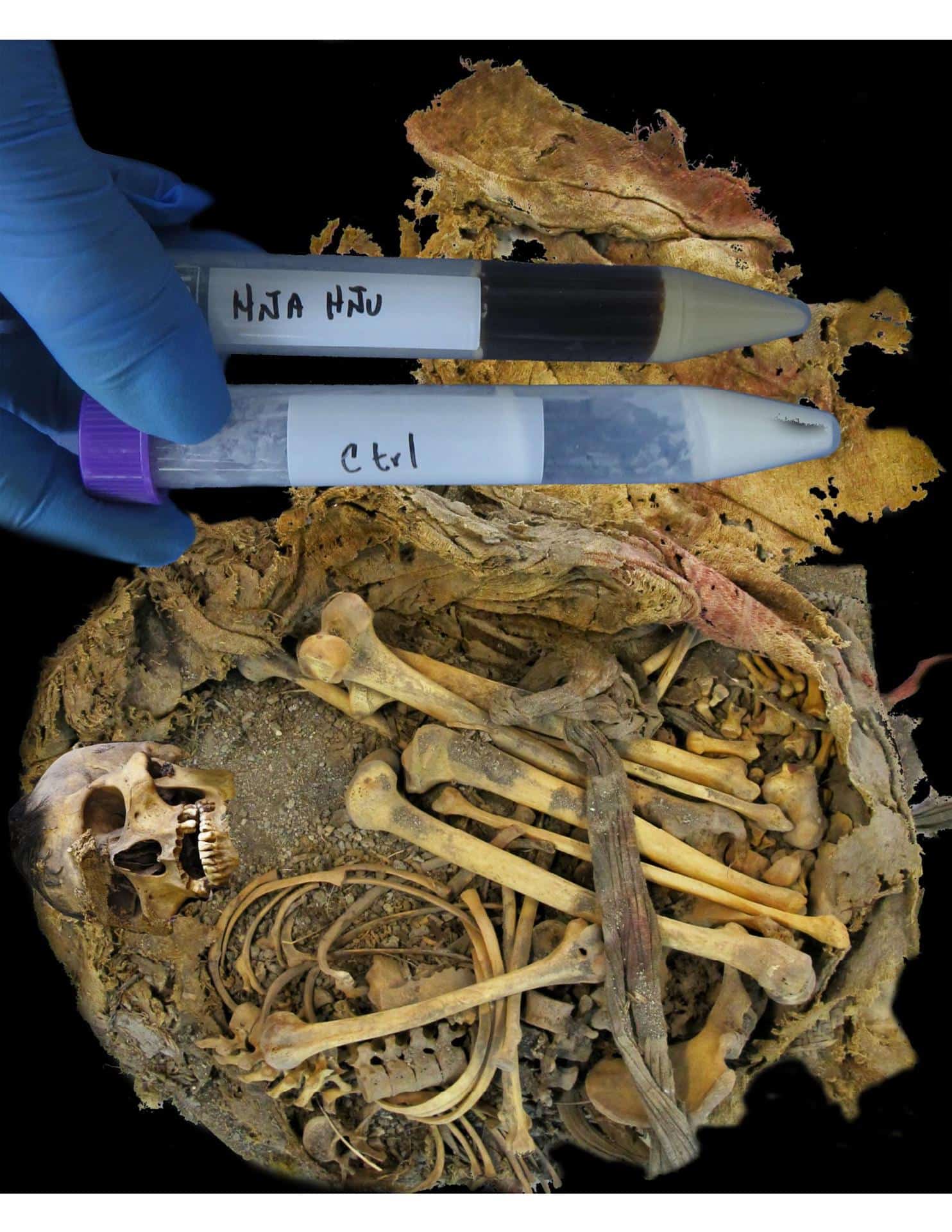 El hombre de Zimapán, también conocido como Hna Hnu, fue un habitante de la frontera mesoamericana que vivió hace 1.000 años y proporcionó información valiosa sobre la asociación entre el microbioma y la dieta. Fotografía facilitada por Rene Cerritos Flores.
