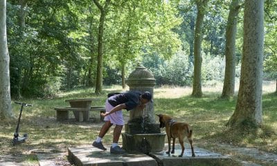 Un hombre y su perro se refrescan en un parque del anillo verde de Vitoria, en una imagen de archivo. EFE/ L. Rico
