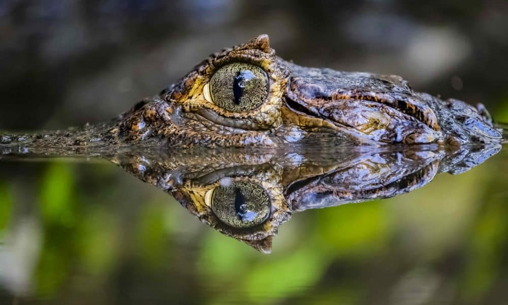 El Parque Zoológico Nacional envió este mes una solicitud formal al DRNA para el traslado a dicho lugar de estas especies, que incluyen culebras, serpientes, monos rhesus y caimanes, según el comunicado. Imagen de archivo. EFE/Jeffrey Arguedas