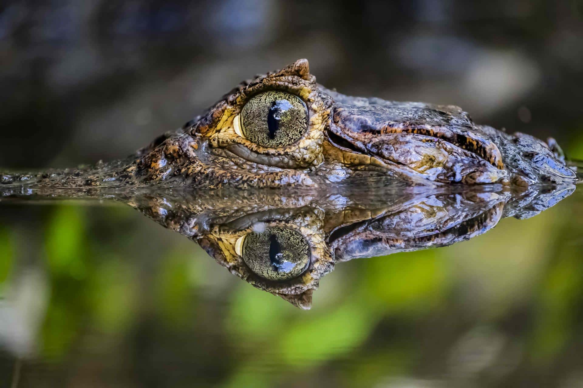 El Parque Zoológico Nacional envió este mes una solicitud formal al DRNA para el traslado a dicho lugar de estas especies, que incluyen culebras, serpientes, monos rhesus y caimanes, según el comunicado. Imagen de archivo. EFE/Jeffrey Arguedas