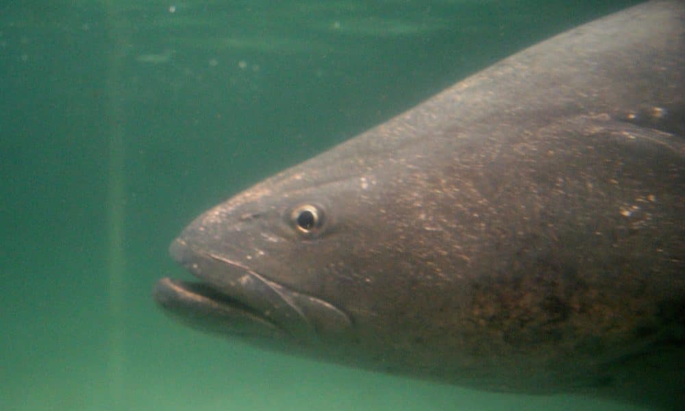 Fotografía de archivo de un pez totoaba en el Golfo de California (México). EFE/Alejandro Zepeda