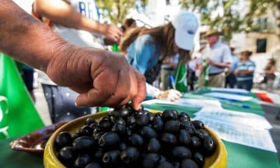 Agricultores, cooperativistas, entamadores y envasadores de aceituna de mesa, se han concentrado frente al consulado de EE.UU. en Sevilla para pedir la retirada de los aranceles impuestos por el Gobierno estadounidense a la aceituna negra española.- EFE/Raúl Caro/Archivo