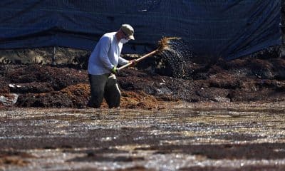 Fotografía de archivo que muestra a un voluntario limpiando la playa de El Escambrón, en San Juan (Puerto Rico). EFE/ Thais Llorca