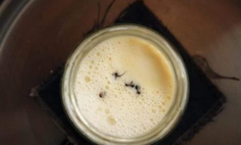 Siguiendo un método tradicional búlgaro de elaboración de yogur, los investigadores añadieron cuatro hormigas de bosque vivas a un tarro de leche caliente. Crédito: David Zilber