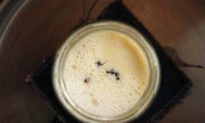 Siguiendo un método tradicional búlgaro de elaboración de yogur, los investigadores añadieron cuatro hormigas de bosque vivas a un tarro de leche caliente. Crédito: David Zilber
