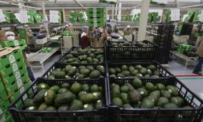 Fotografía de archivo de aguacate empacado en el municipio de Ciudad Guzmán, estado de Jalisco (México). EFE/ Francisco Guasco