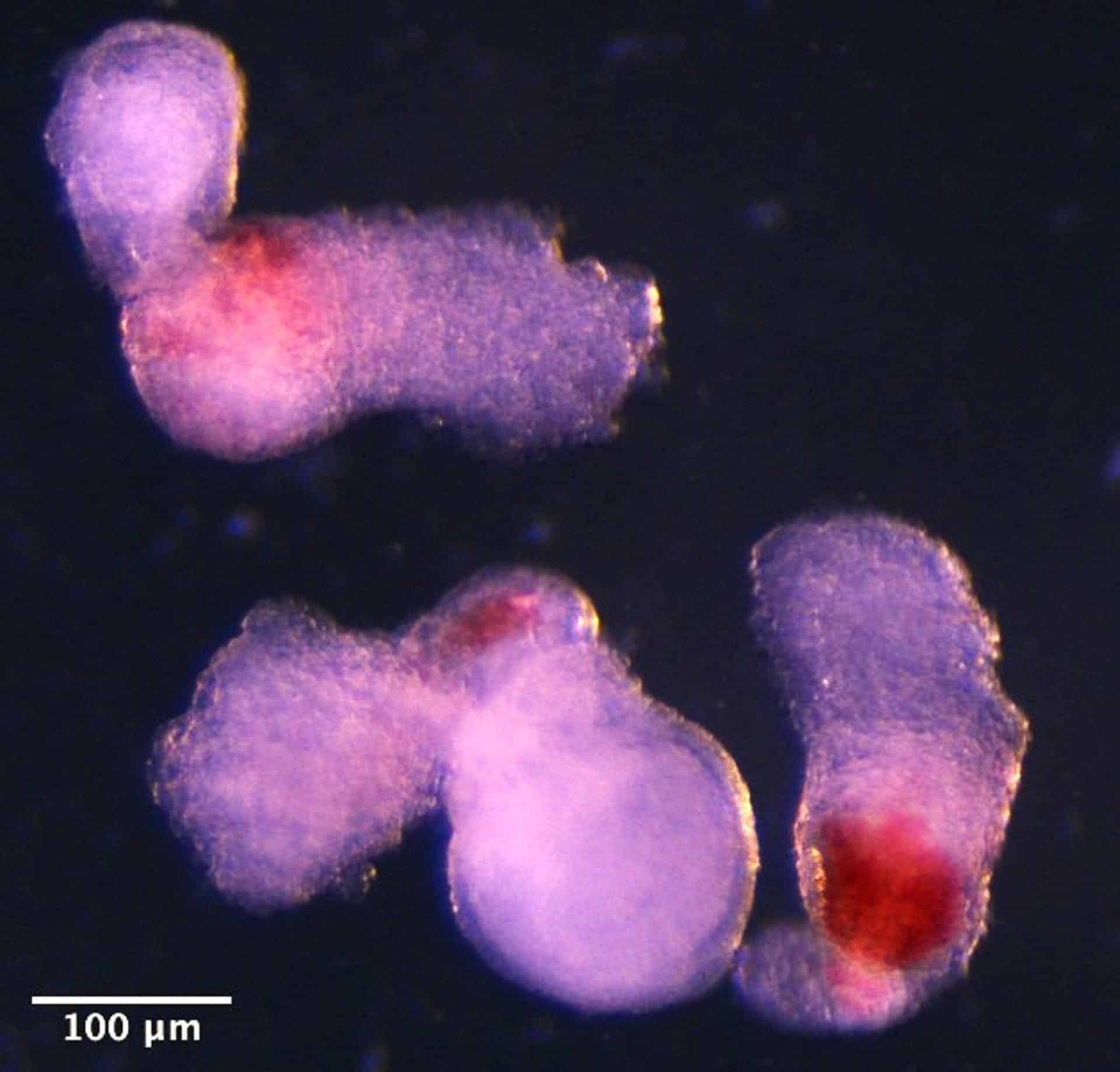 El equipo observó la aparición de estructuras tridimensionales similares a embriones bajo un microscopio en el laboratorio. Estas comenzaron a producir sangre (que se ve aquí en rojo) después de aproximadamente dos semanas de desarrollo, imitando el proceso de desarrollo en embriones humanos. Crédito: Jitesh Neupane, Universidad de Cambridge.