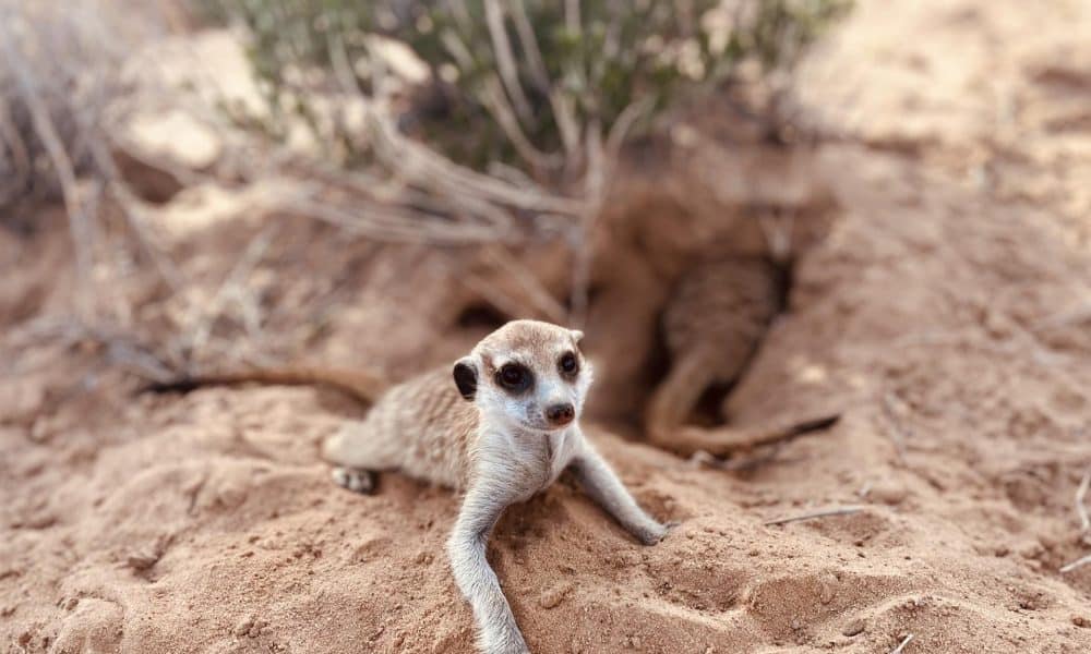Imagen de un suricata (Suricata suricatta), especie analizada en el estudio. Fotografía facilitada por el CSIC / Maria Paniw