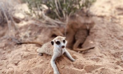 Imagen de un suricata (Suricata suricatta), especie analizada en el estudio. Fotografía facilitada por el CSIC / Maria Paniw