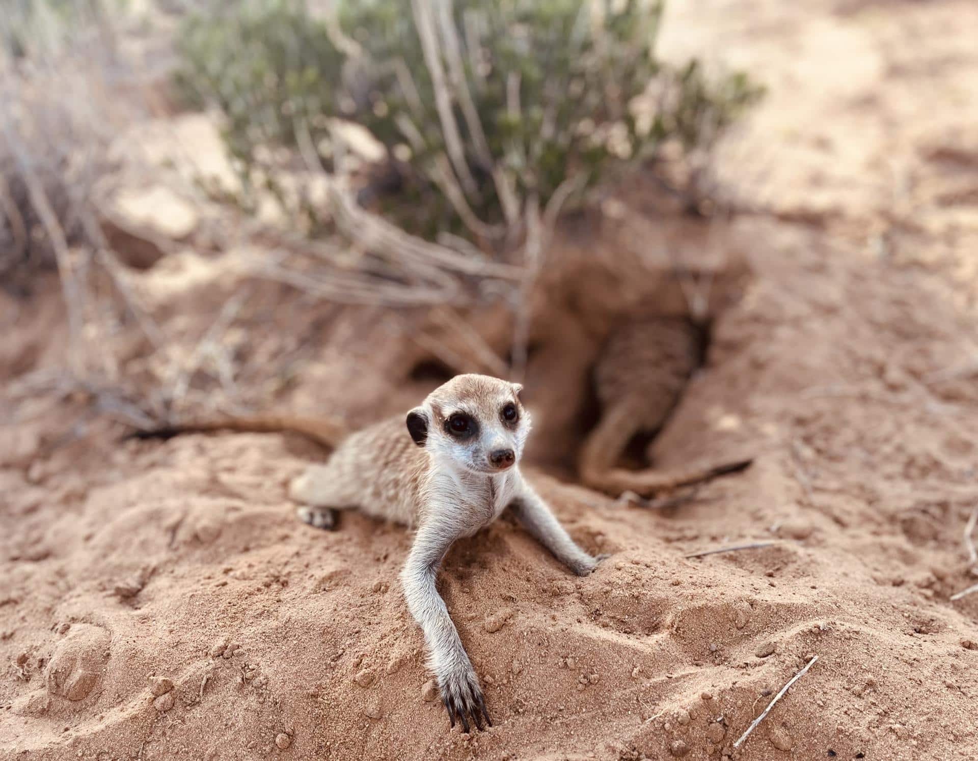 Imagen de un suricata (Suricata suricatta), especie analizada en el estudio. Fotografía facilitada por el CSIC / Maria Paniw