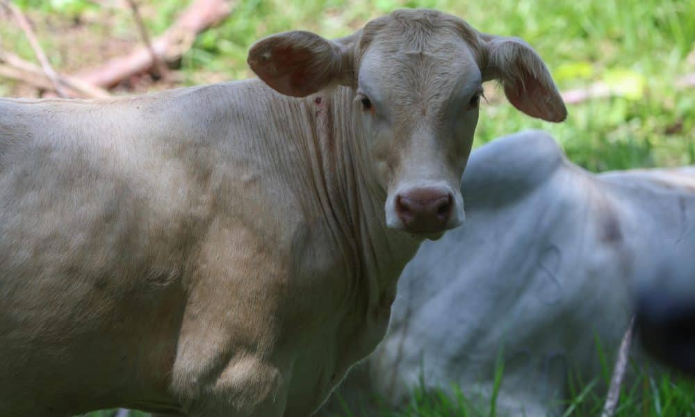 La Secretaría de Agricultura y Desarrollo Rural (Agricultura) de México informó este jueves de la detección de un nuevo caso de gusano barrenador en el ganado (GBG) en el estado de Querétaro (centro), proveniente del sur-sureste del país. Fotografía de archivo. EFE/ Mariano Macz