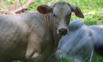 La Secretaría de Agricultura y Desarrollo Rural (Agricultura) de México informó este jueves de la detección de un nuevo caso de gusano barrenador en el ganado (GBG) en el estado de Querétaro (centro), proveniente del sur-sureste del país. Fotografía de archivo. EFE/ Mariano Macz