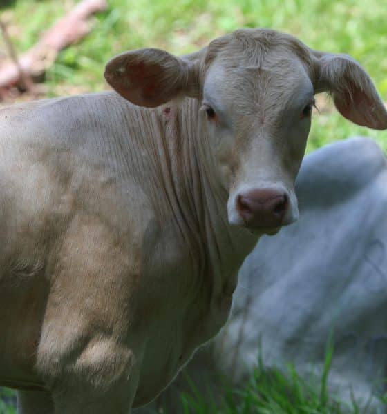 La Secretaría de Agricultura y Desarrollo Rural (Agricultura) de México informó este jueves de la detección de un nuevo caso de gusano barrenador en el ganado (GBG) en el estado de Querétaro (centro), proveniente del sur-sureste del país. Fotografía de archivo. EFE/ Mariano Macz
