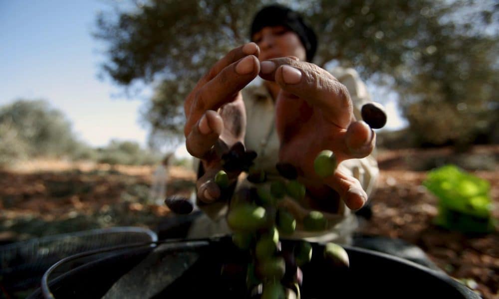 Imagen de archivo de una mujer palestina que recoge aceitunas en un campo. EFE/Atef Safadi