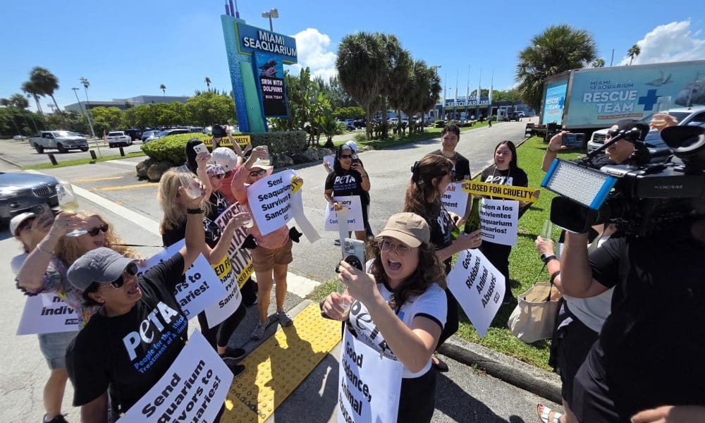 Activistas de la organización Personas por el Trato Ético de los Animales (PETA) celebran la decisión del cierre del Miami Seaquarium el 12 de octubre de 2025, en Miami (Estados Unidos). EFE/Alberto Boal