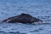 Fotografía cedida este viernes por la organización Monterey Bay Whale Watch, tomada por la naturalista Morgan Quimby, de la cría de una ballena jorobada (Megaptera novaeangliae) enredada con una red de pescar, mientras nada en las aguas de California (Estados Unidos). EFE/ Morgan Quimby/ Monterey Bay Whale Watch /SOLO USO EDITORIAL /NO VENTAS /SOLO DISPONIBLE PARA ILUSTRAR LA NOTICIA QUE ACOMPAÑA /CRÉDITO OBLIGATORIO