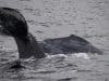 Fotografía cedida este viernes por la organización Monterey Bay Whale Watch, tomada por la naturalista Lauren a Chex Mix, de la cría de una ballena jorobada (Megaptera novaeangliae) enredada con una red de pescar, mientras nada en las aguas de California (Estados Unidos). EFE/ Morgan Quimby/ Monterey Bay Whale Watch